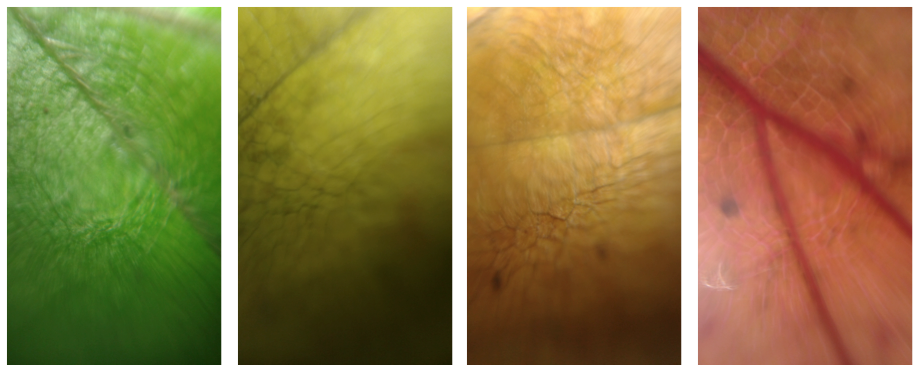 Autumn leave pallet as seen through PDMS drip lenses (Macro).