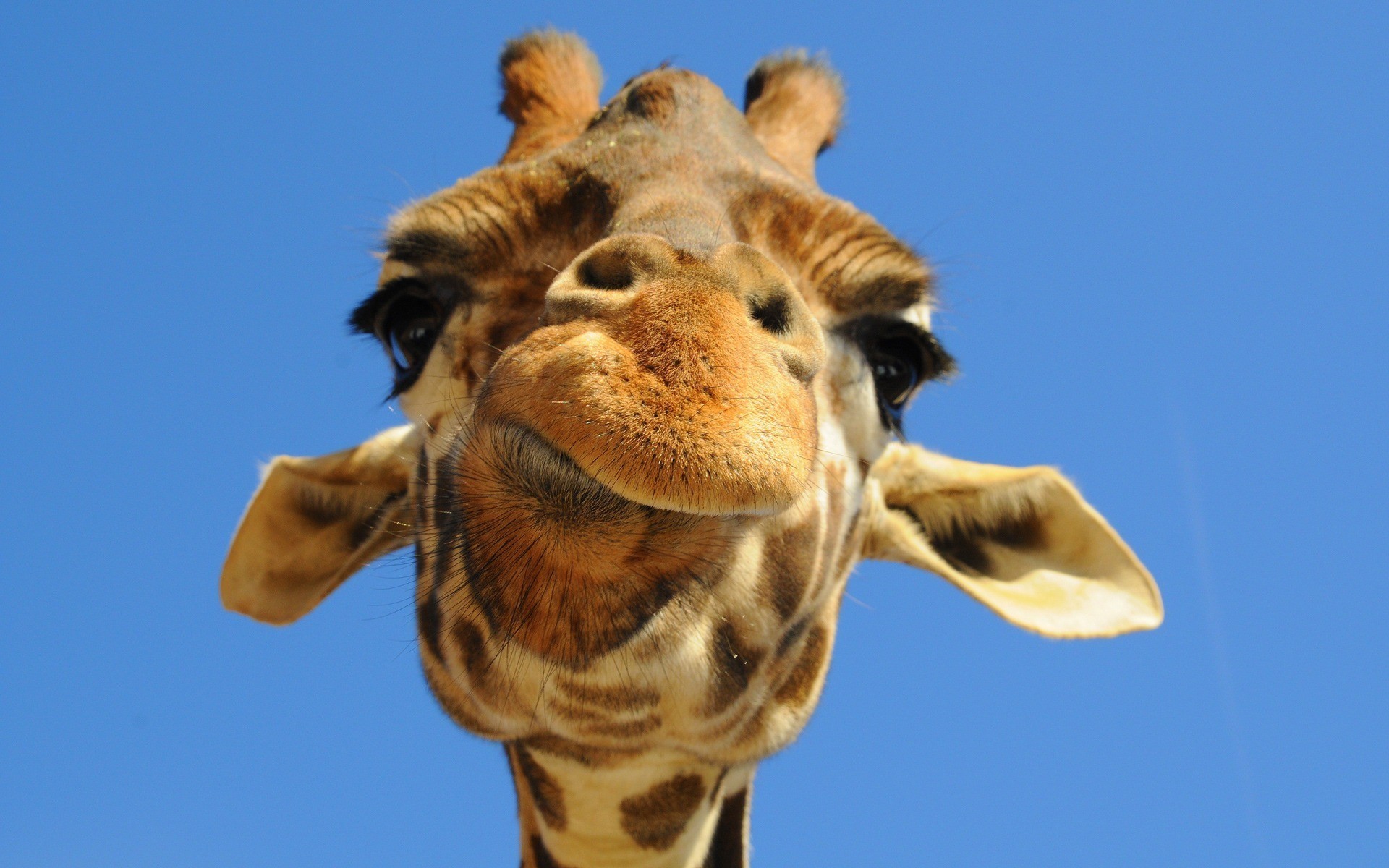 Shows the derpy head of a giraffe