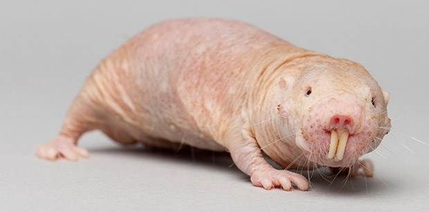 Photo of a naked mole rat