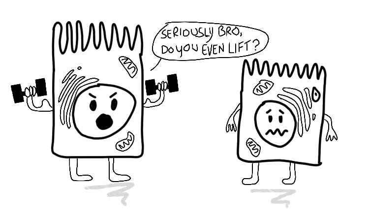 Cartoon of one cell lifting weights and asking another cell: "Seriously bro, do you even lift?"