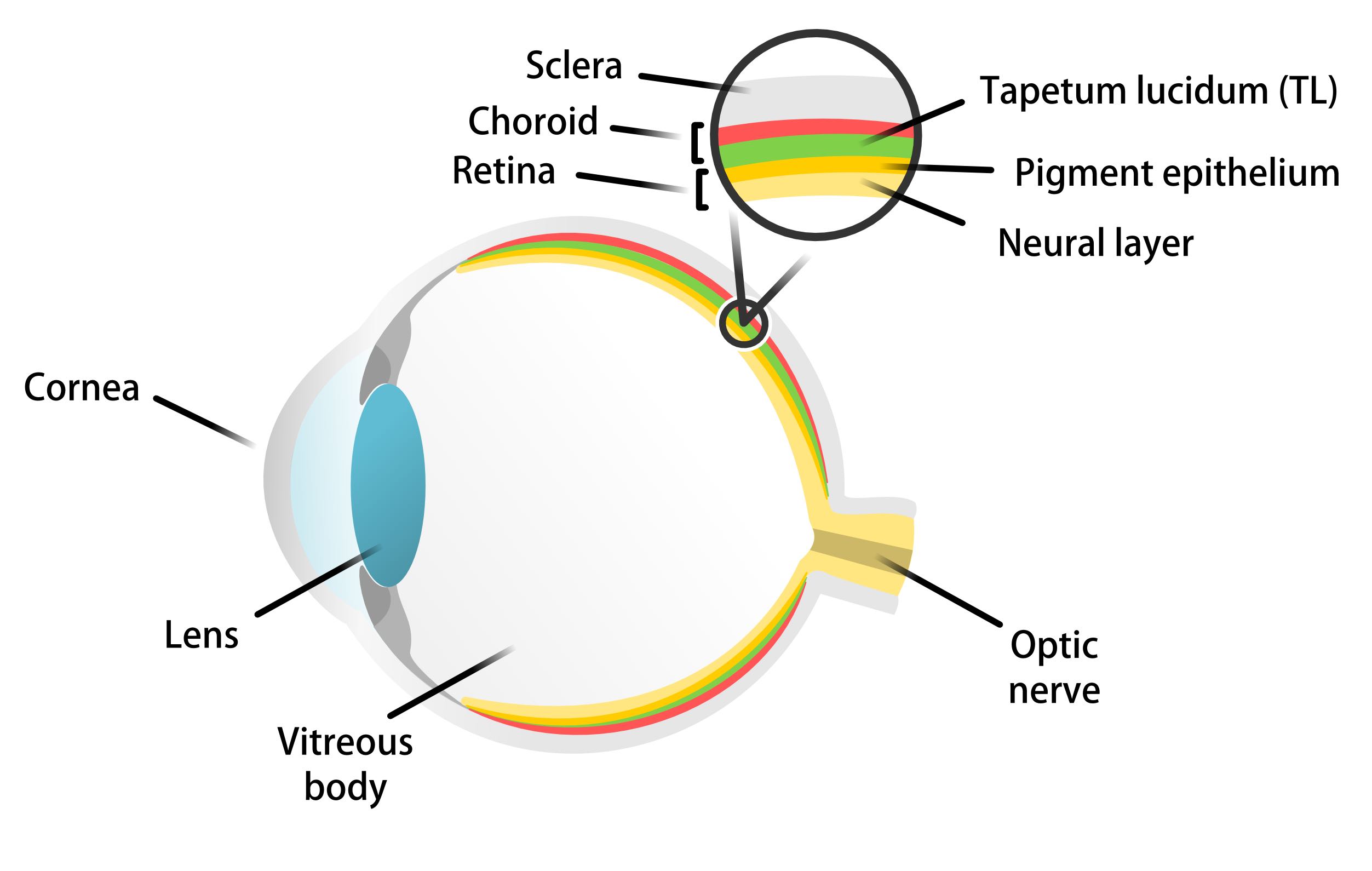 Diagram of an eye