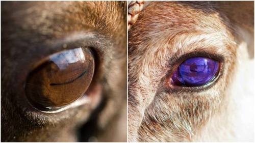 Left: golden brown reindeer eye, right: violet-blue reindeer eye