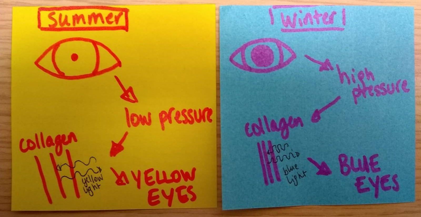 Sketch explaining how sparsely spaced collagen fibers create a lot of yellow reflection and closely packed collagen reflects a lot of blue