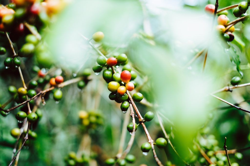 Image of coffee fruit growing on a tree