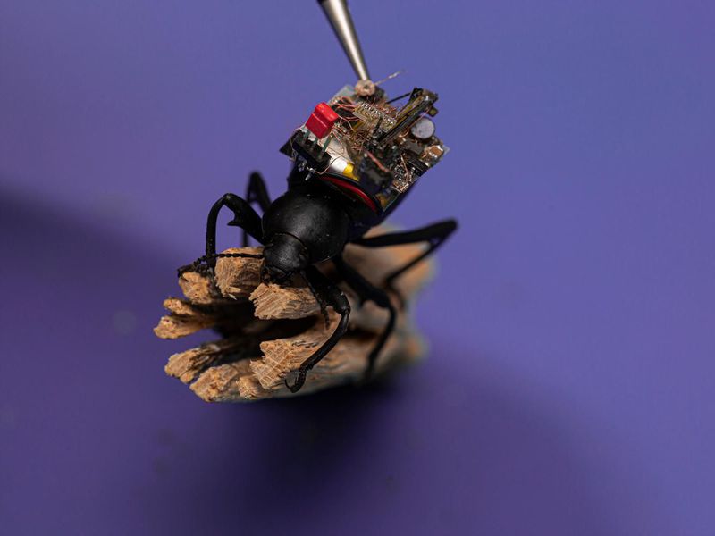 Picture of a beetle with a camera on its back on a bit of twig.