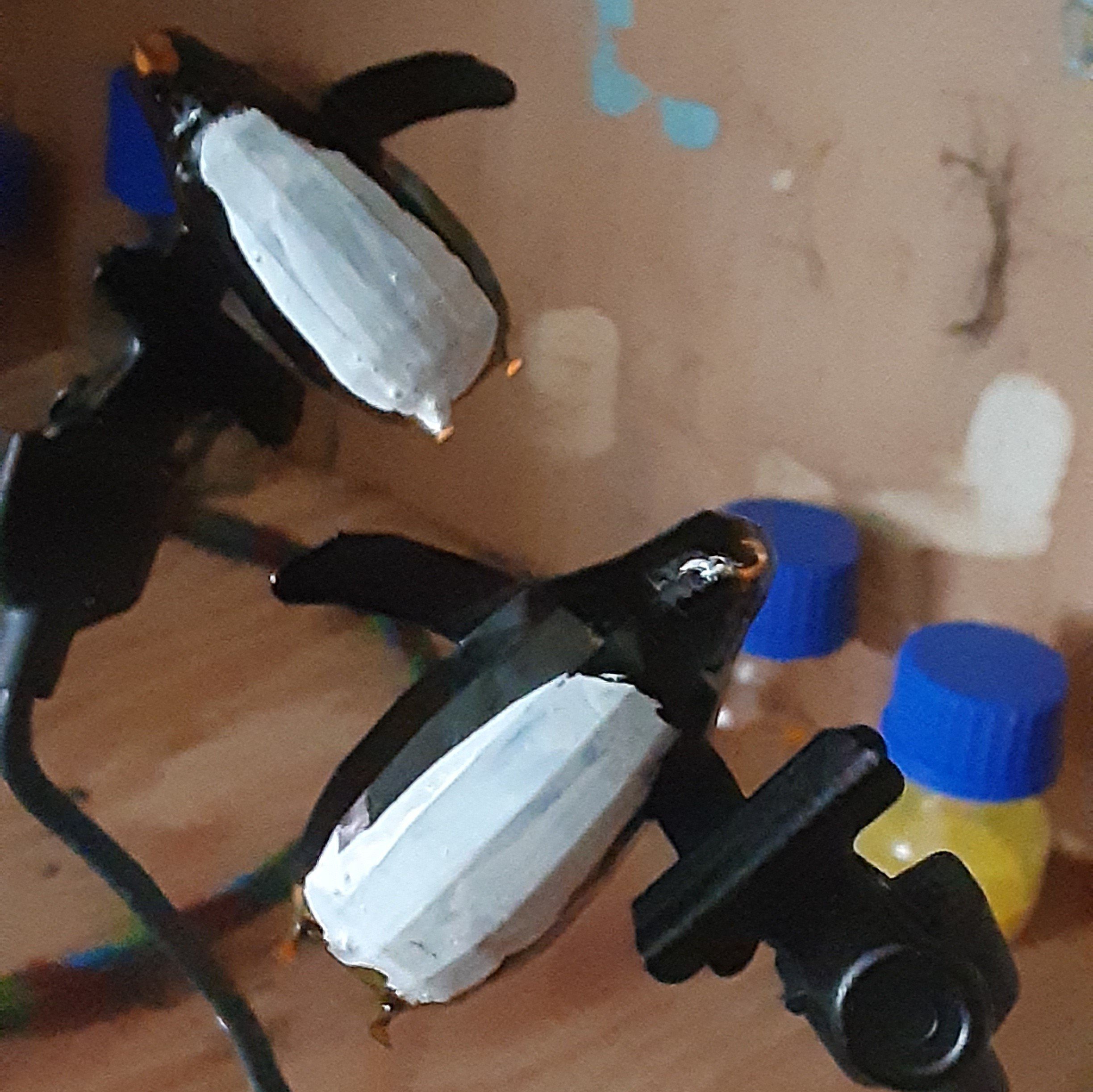 Two penguins in clamps while being painted: black body, white belly, orange beak and feet