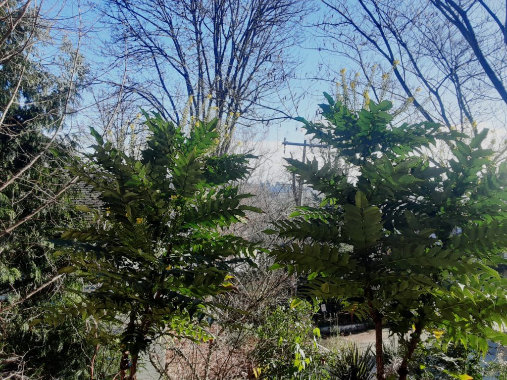 photo of two bushes with tiny yellow flowers with trees in the background