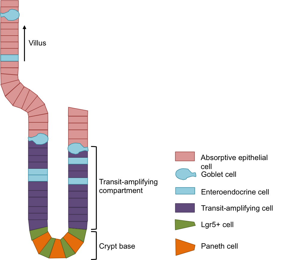 Schematic of the crypt and villus structure that lines the gut, indicating the different cell types.