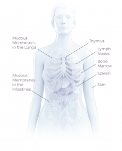 Semi-transparent human figure showing the internal organs involved in the immune system: mucous membranes in the lungs and intestines, thymus, lymph nodes, bone marrow, spleen, skin